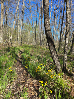 Everyday Outdoors | Wildflowers in Minnesota